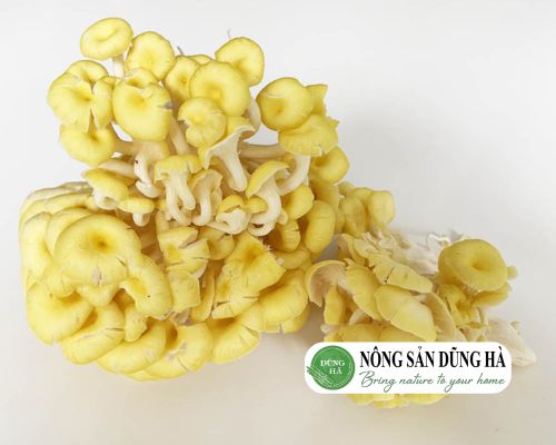 gia-nam-ngo-bao-nhieu-hien-nay