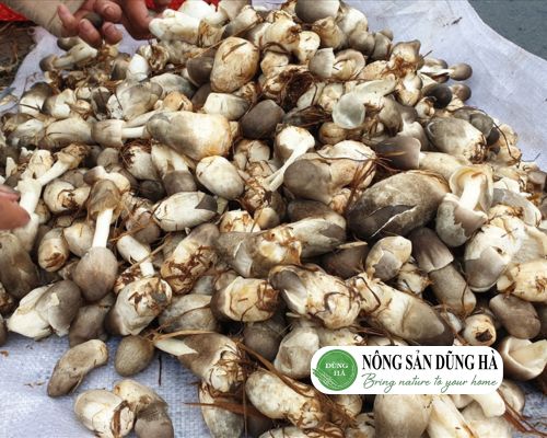 gioi-thieu-tong-quat-ve-nam-rom-tuoi