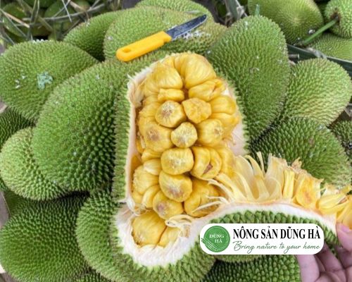 gioi-thieu-ve-mit-to-nu