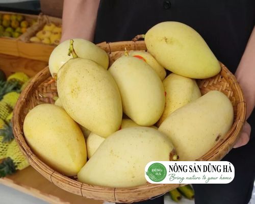 gioi-thieu-ve-xoai-cat-chu-cao-lanh