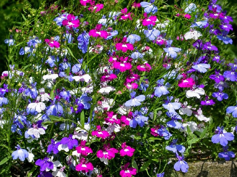 hat-giong-hoa-cuc-lobelia-dung-ha-chat-luong