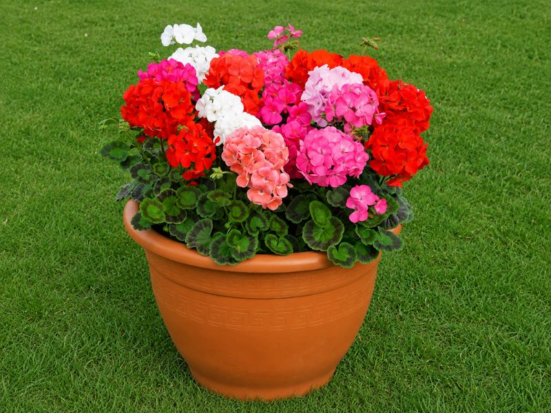 hat-giong-hoa-phong-lu-thao-dung-ha