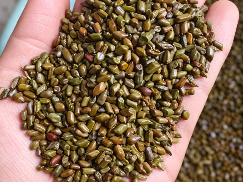 hat-muong-kho-500g-tai-nong-san-dung-ha-chat-luong-cao