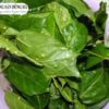 la-sung-gia-tot-thi-truong