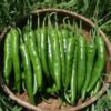 ot-sung-xanh-chat-luong