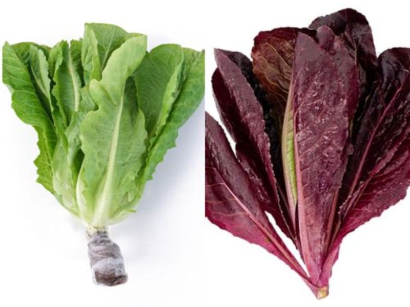 phan-biet-rau-xa-lach-romaine-xanh-va-romaine-tim