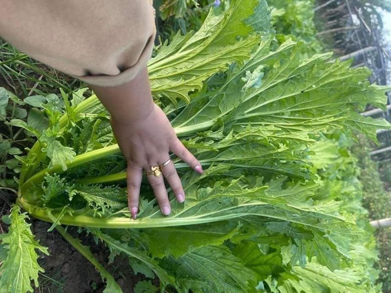 rau-cai-meo-sapa-dung-ha-chat-luong