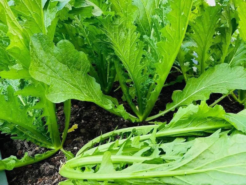 rau-cai-meo-sapa-dung-ha