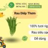 rau-diep-thom-nong-san-dung-ha