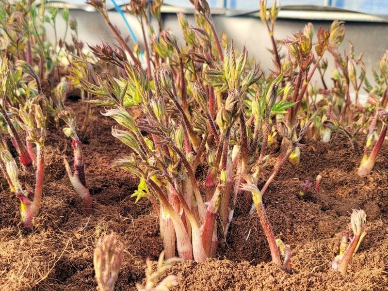 rau-mam-gai-nong-san-dung-ha-chat-luong