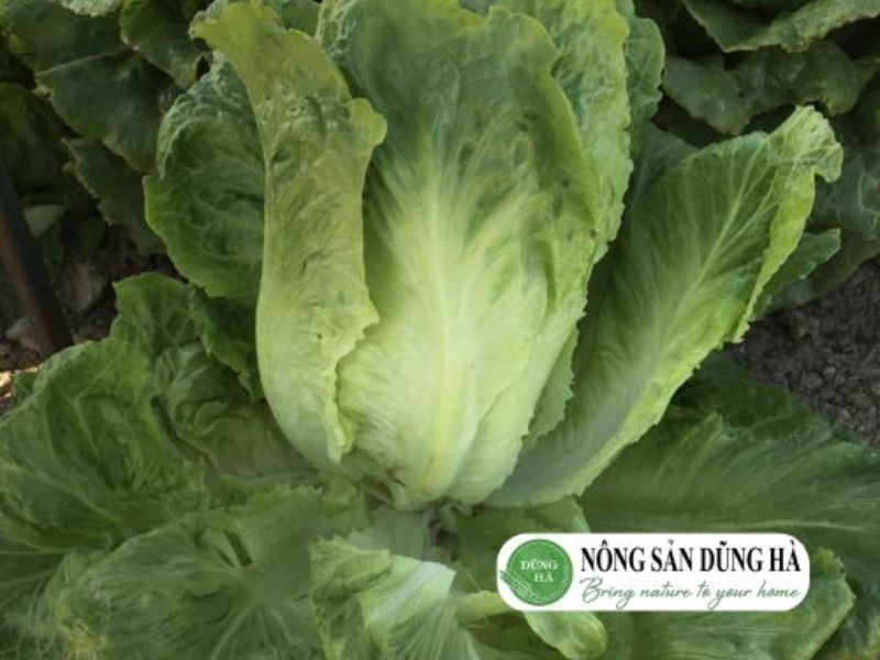 rau-xa-lach-romaine-la-gi