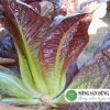 rau-xa-lach-romaine-tim-tuoi