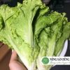 rau-xa-lach-romaine-tuoi