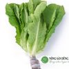 rau-xa-lach-romaine-xanh-tot