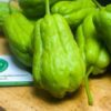 su-su-tuoi