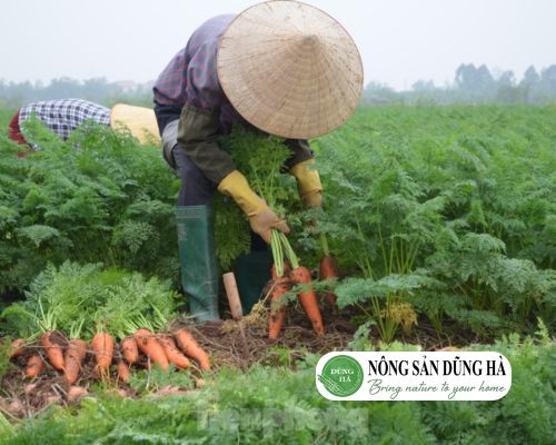 thu-hoach-ca-rot-dung-thoi-diem