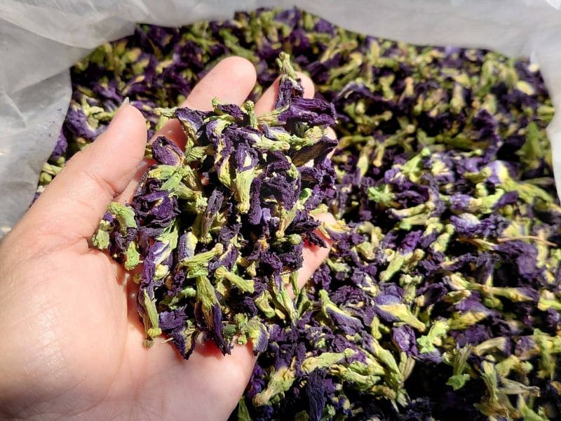 tra-hoa-dau-biec-dung-ha-gia-tot