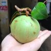 vu-sua-lo-ren