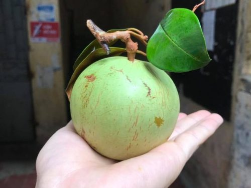vu-sua-lo-ren