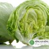 xa-lach-my-iceberg-ngon