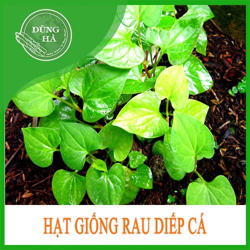 hat-giong-rau-diep-ca