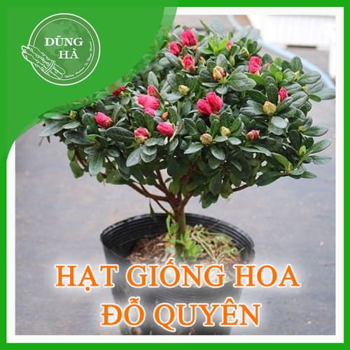 Hoa do quyen