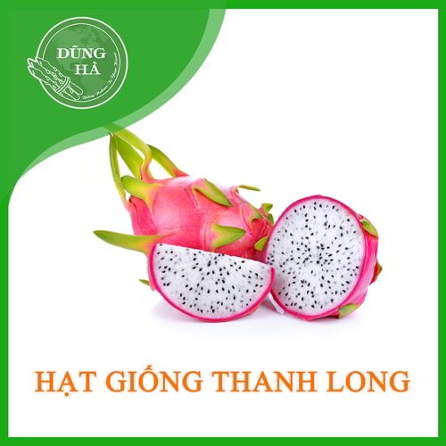 hat giong thanh long