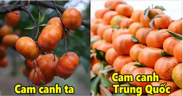 Bán cam canh tại đâu ở Hà Nội chuẩn giá tốt nhất