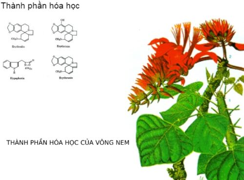 Cây vông nem