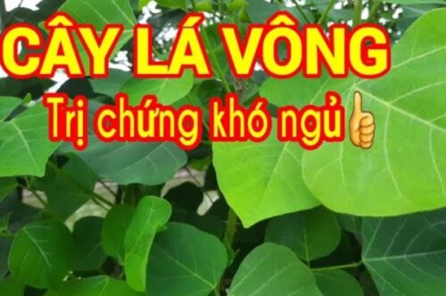 Cây vông nem