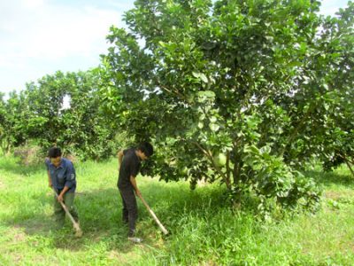 chăm sóc bưởi da xanh