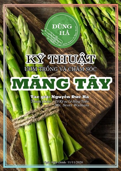 Kỹ thuật trồng măng tây