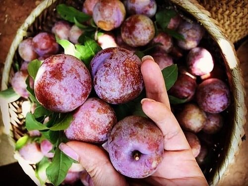 Chọn mận hậu Mộc Châu ngon