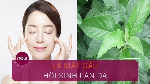 cây mật gấu làm đẹp