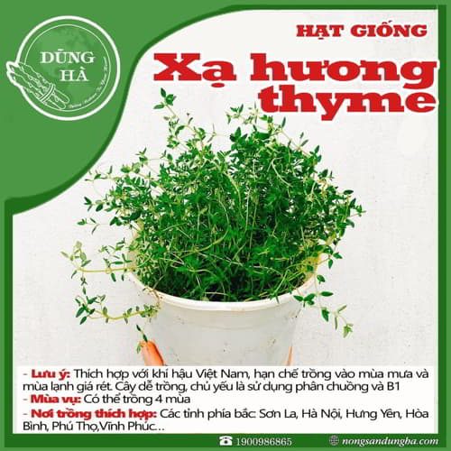 cách trổng cỏ xạ hương