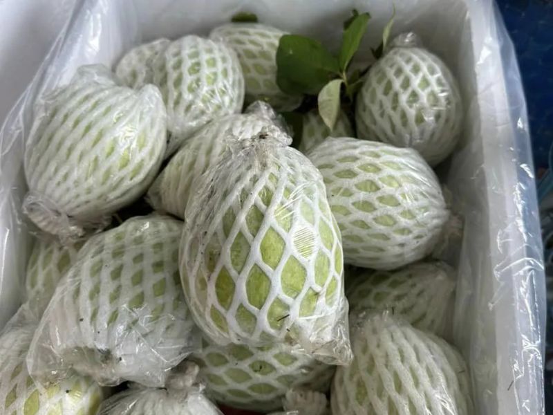 bat-mi-cach-chon-oi-ngon-gion