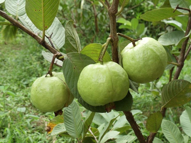 cach-chon-oi-ngon-gion.jpg