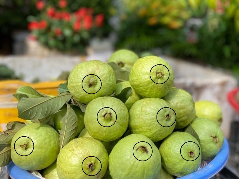 goc-giai-dap-cach-chon-oi-ngon-gion.jpg