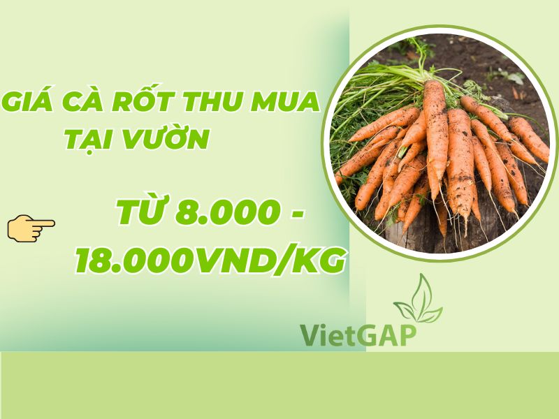 goc-thac-mac-gia-ca-rot-hom-nay-bao-tien