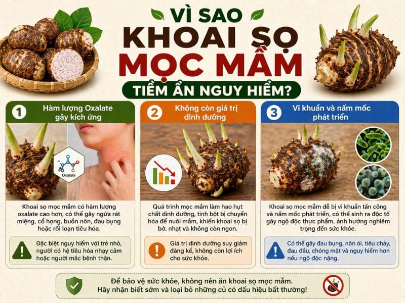 goc-tim-hieu-khoai-so-moc-mam-co-an-duoc-khong