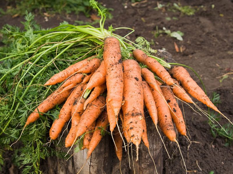 tim-hieu-gia-ca-rot-hom-nay-bao-tien