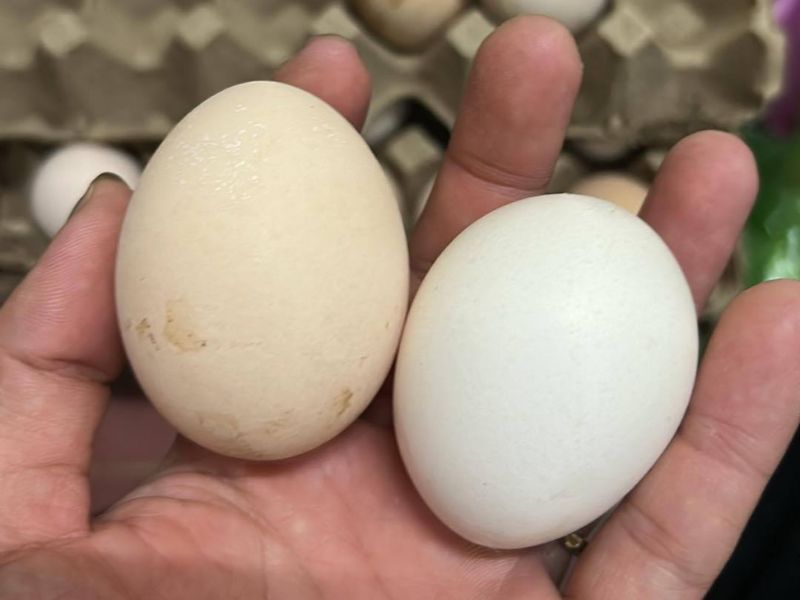 goc-ban-khoan-dau-phu-ky-gi