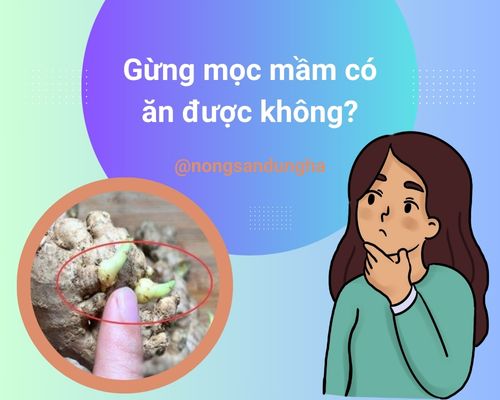 gung-moc-mam-co-an-duoc-khong