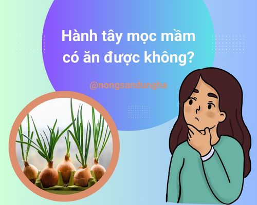 hanh-tay-moc-mam-co-an-duoc-khong