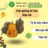 Hat-giong-bi-dau-hat-lai