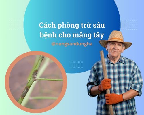 cach-phong-tru-sau-benh-cho-mang-tay