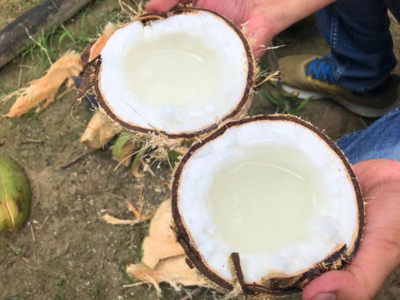 gia-dua-sap-tra-vinh-hien-nay