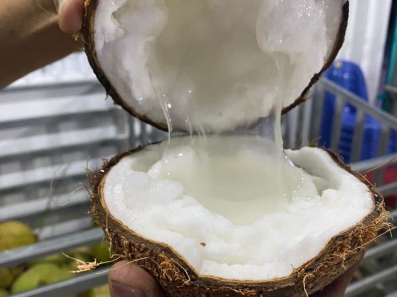 gia-dua-sap-tra-vinh-hom-nay-bao-tien