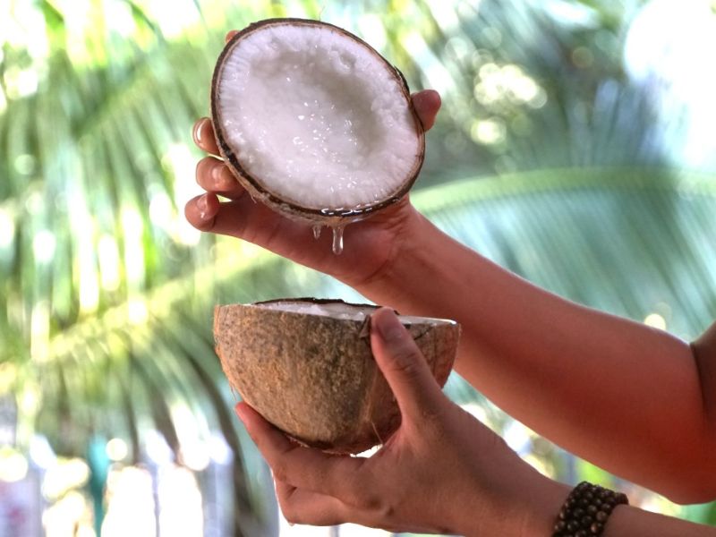 gia-dua-sap-tra-vinh-tai-vuon