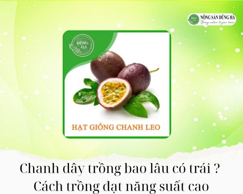 Chanh-day-trong-bao-lau-co-trai-Cach-trong-dat-nang-suat-cao